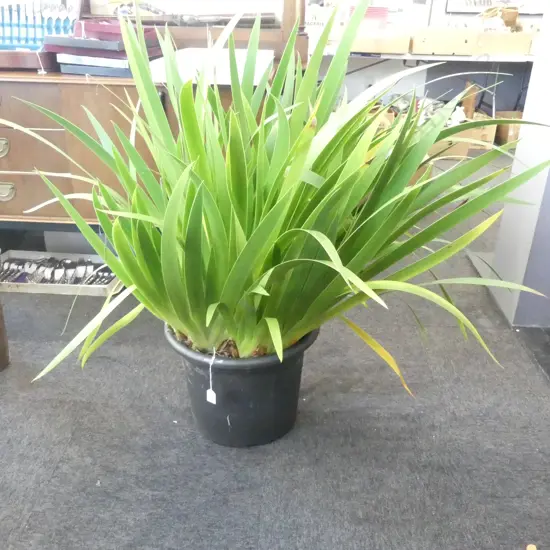 LARGE POOR KNIGHTS LILY POTTED PLANT