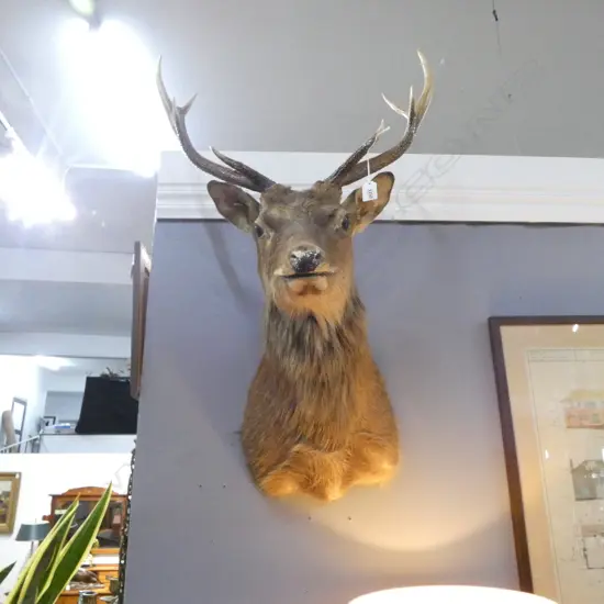8 POINTER TAXIDERMY STAG HEAD