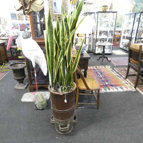 SNAKE PLANT IN CHIMNEY POT H.1600mm