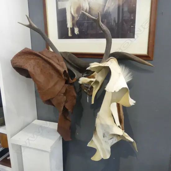FOUR ASST ANIMAL SKINS + HORNS