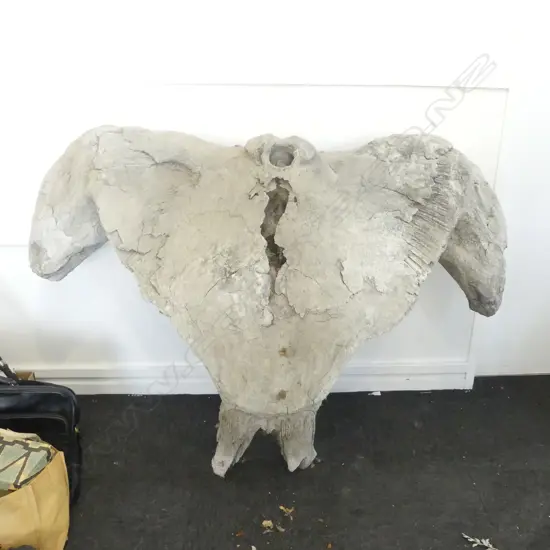 ANTIQUE GIANT CLAVACAL BONE H1240 L1670MM