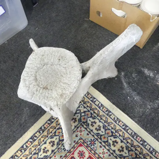 LARGE VERTIBRAY L580MM