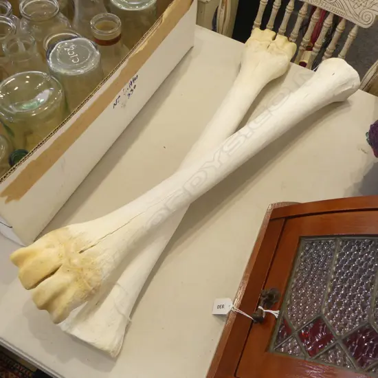 PR OF LARGE ANIMAL LEG BONES L700MM