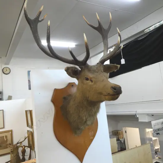 SHIELD WALL MOUNTED 12PT STAG DEER HEAD H1270MM