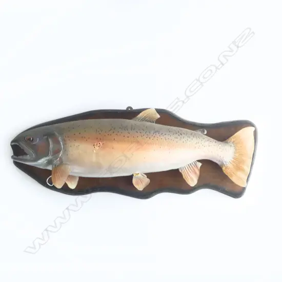 FAKE MOUNTED TROUT TAXIDERMY W.740mm