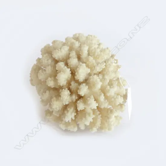 PC CAULIFLOWER CORAL, L.110mm