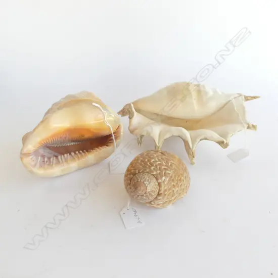 3 SHELLS; LRG SPIDER CONCH, L.280mm, PACIFIC PARTRIDGE TUN & RED HELMET SHELL ONE A/F