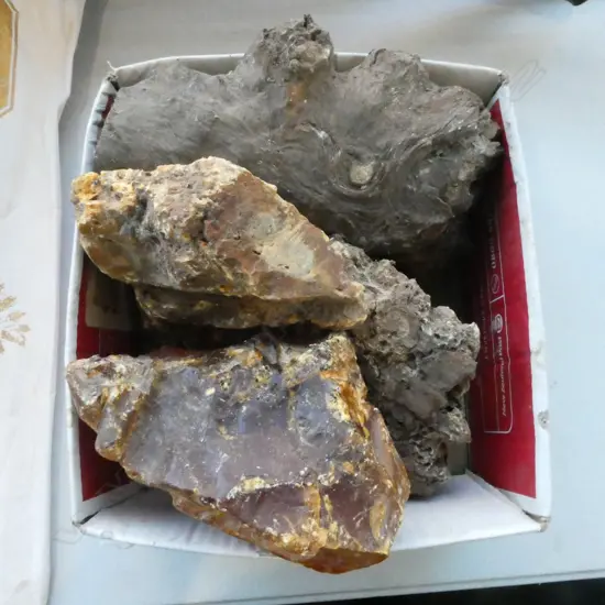 2 PCES. KAURI GUM + 2 PCES. KAURI WOOD WITH GUM ATTACHED