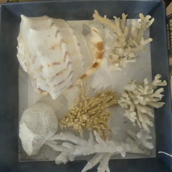 5PCS OF CORAL & CONCH SHELL