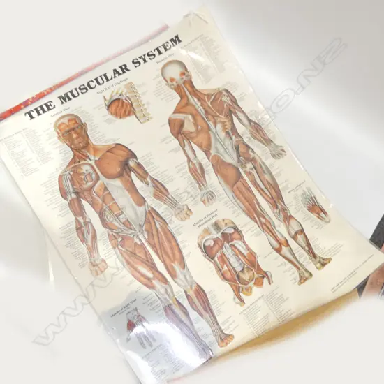 LAMINATED PRINT 'THE MUSCULAR SYSTEM' 670x520mm