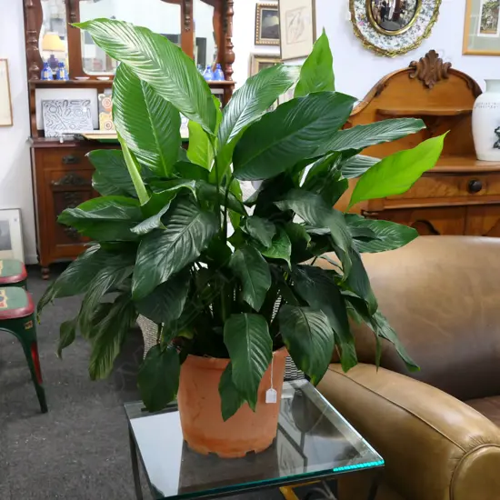 LG PEACE LILY PLANT IN POT, APPROX.730MM