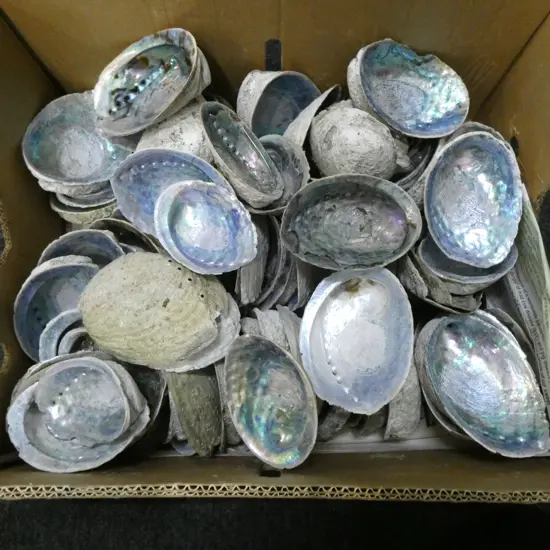 LG COLLECTION PAUA SHELLS 