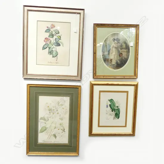 4 ARTWORKS; CAMELLIA DU JAPON WC 350x265mm, SPARRMANNIA AFRICANA WC, 2 ENGRAVINGS; ORCHID & 18thC WOMAN WATERING GARDEN