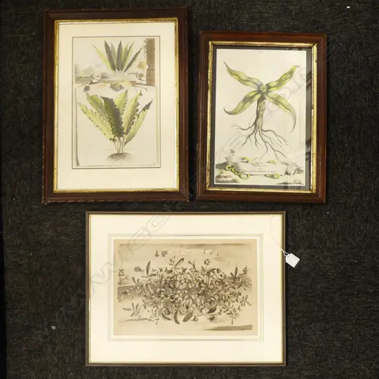 3 FLORAL ENGRAVINGS; 2 ABRAHAM MUNTING (b.1696) SIDEREON, PHYLLITIS UNDULATA + ANTHYLLIS LUNATA & OTHER 225x340mm