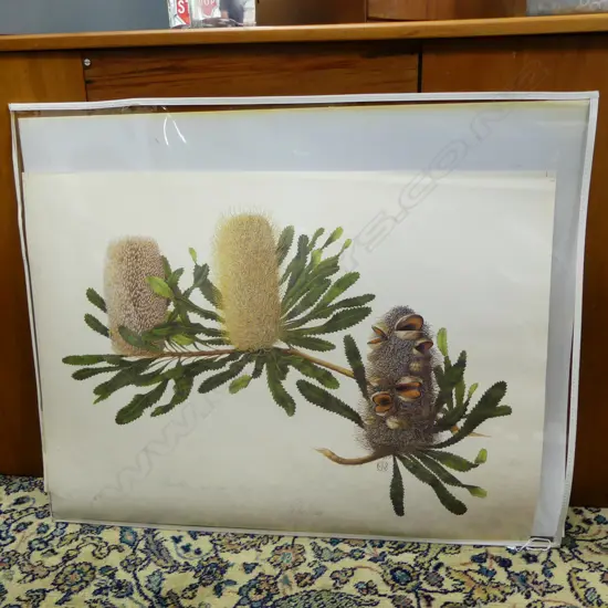 ASST. BOTANICAL PRINTS & ETCHINGS...