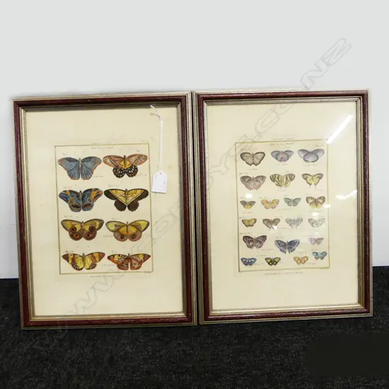 PR HAND COLOURED ENGRAVINGS; BUTTERFLIES 240x180mm