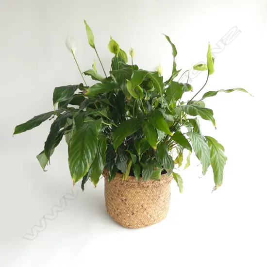 PEACE LILY PLANT H.700mm