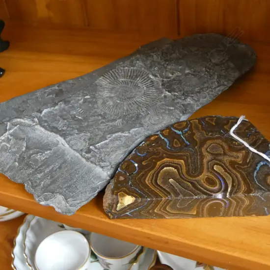 FOSSIL W.320mm + STONE SLICE