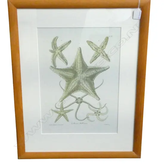 FRAMED NATURAL MARINE LIFE PRINT, 400 x 280 MM