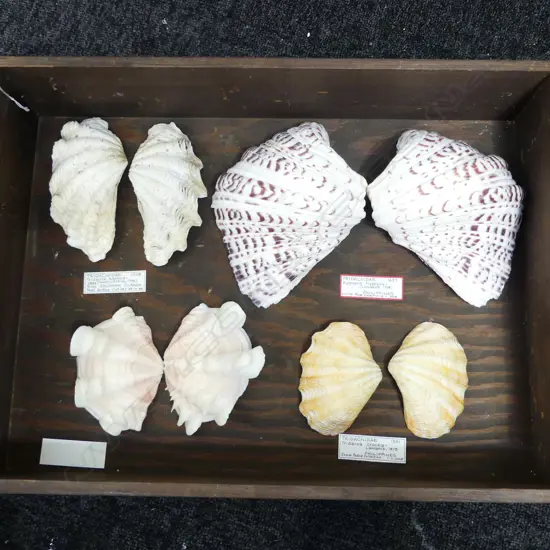 FOUR PAIRS OF CLAM SHELLS INCLUDING LARGE HIPPOPUS