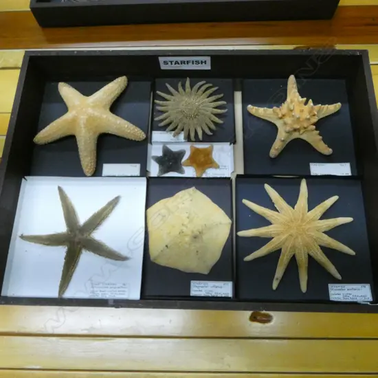 COLLECTION SEVEN STARFISH with informational labels