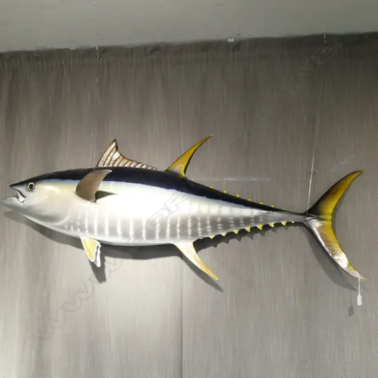 LG TAXIDERMY YELLOWFIN TUNA L.1450mm...Label verso: GLENN A. STEWART MARINE TAXIDERMIST minor loss to base of 1 fin
