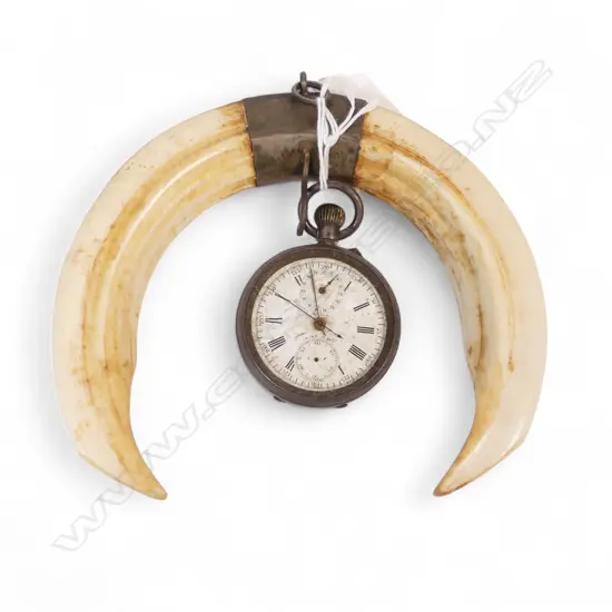 935 SILVER POCKET WATCH NO GLASS ON BOARS TUSK WATCH HOLDER
