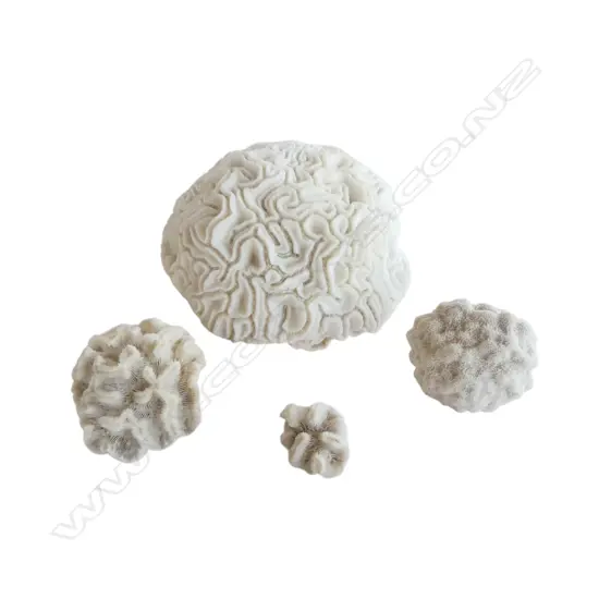 LARGE BRAIN CORAL of domed form Dia.180mm. + a few small specimens