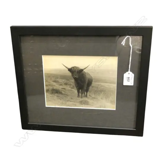 POSSIBLY UNA GARLICK (TBA) Highland Cow 140 x 185mm (housed in contemporary black frame)