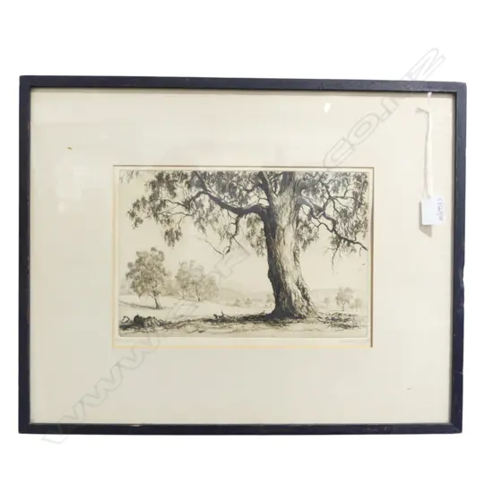 ERNEST ABBOTT (1888-1973) 'RED GUM' ETCHING 7/50 200x295mm