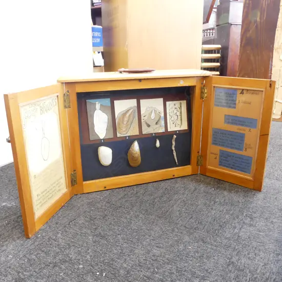 BIVALVES SHELL DISPLAY EX AUCKAND MUSEUM SCHOOL SERVICE 595x135x475mm