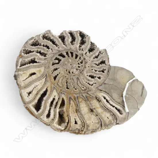 SHELL FOSSIL W.200mm
