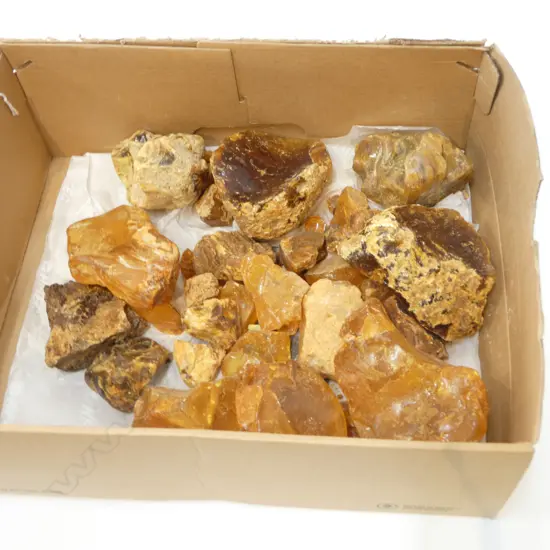 LRG COLLECTION KAURI GUM