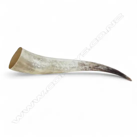 VERY LARGE POLISHED COW OR OX HORN L.730mm