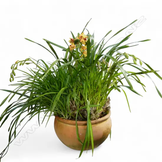 LG POTTED ORCHID H.900mm