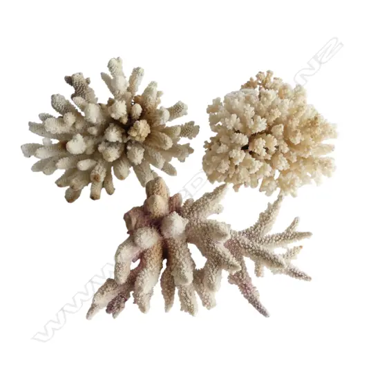 3 WHITE CORALS W.190mm