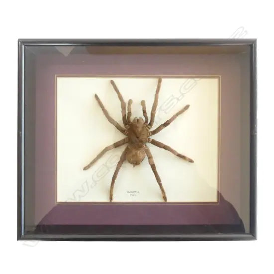 FRAMED SPIDER 'TARANTULA PERU' 250x300mm