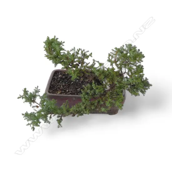 BONSAI TREE W.390mm