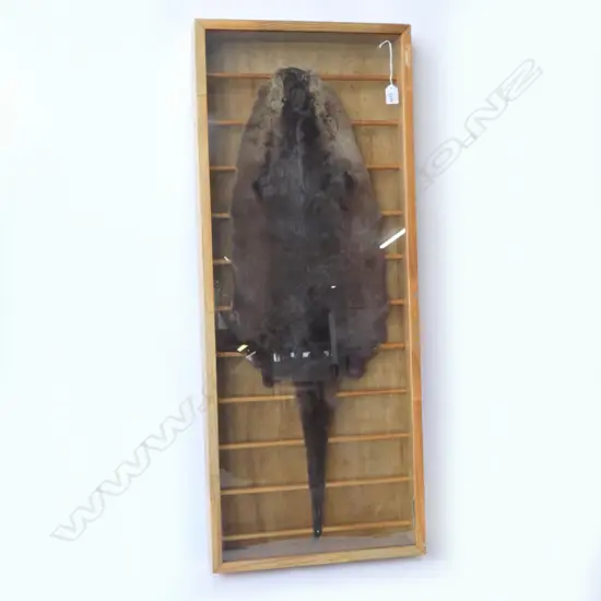 FRAMED TAXIDERMY OTTER 420x90x1040mm