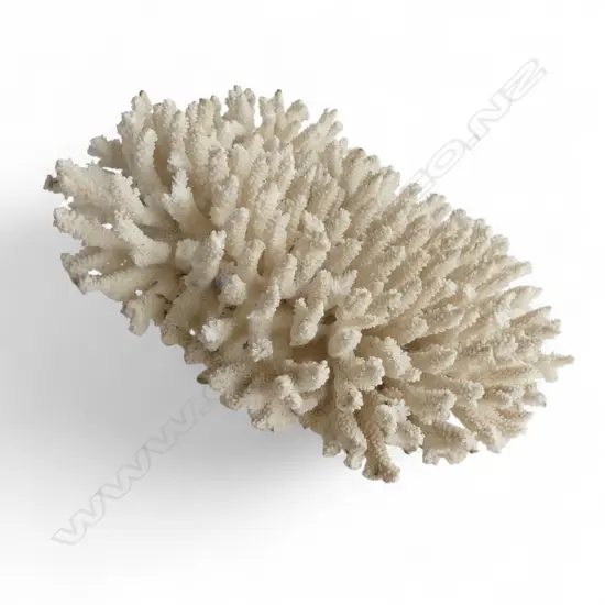 LG WHITE CORAL 280x250mm