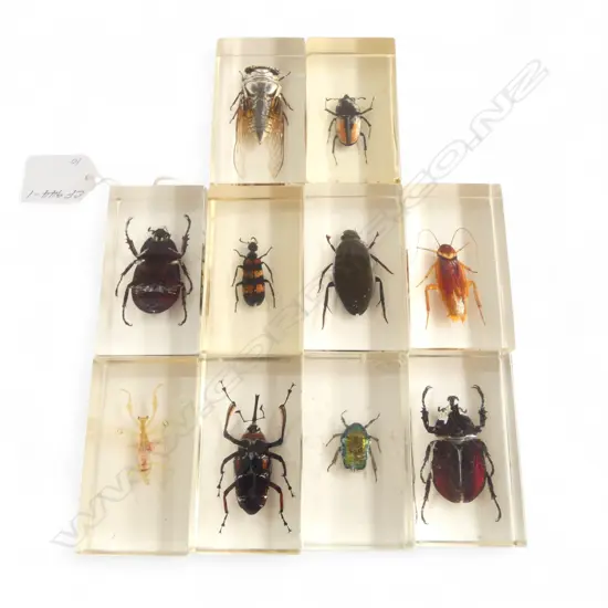 COLLECTION 10 INSECTS ENCASED IN PERSPEX, H.70mm
