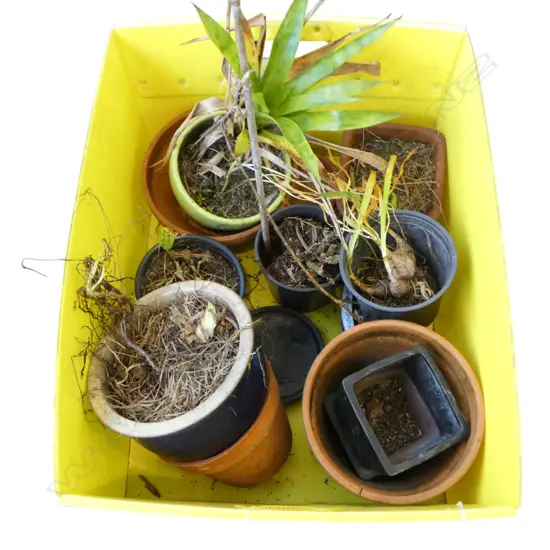 ASST PLANT POTS & PLANTS