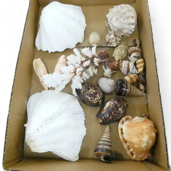 COLLECTION EXOTIC SEA SHELLS: CONCH + SPIDER + CORAL + COWRIE ETC