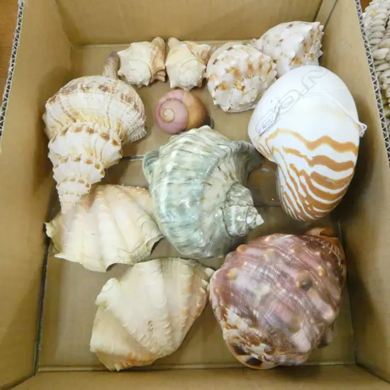 COLLECTION EXOTIC SEA SHELLS: NAUTILUS + CONCH + CLAMS ETC