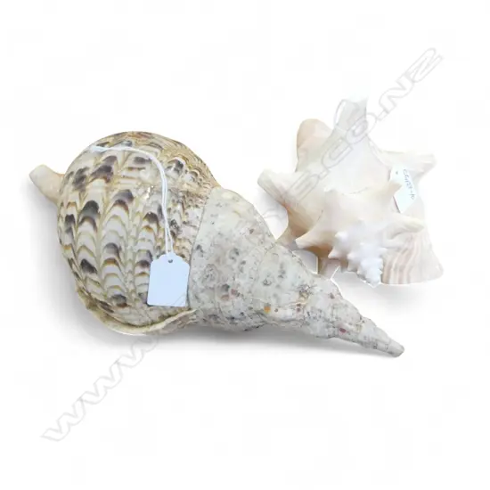2 LARGE SEA SHELLS: TRUMPET L.330mm + QUEEN CONCH