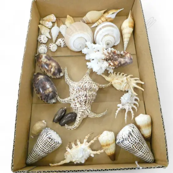 COLLECTION EXOTIC SEA SHELLS: CONCH + SPIDER + CORAL + COWRIE ETC