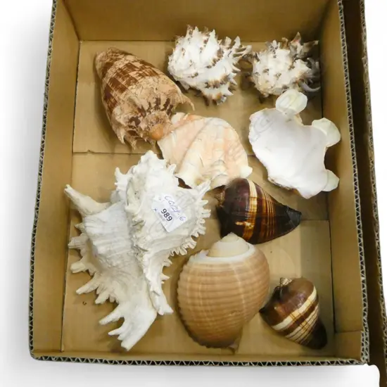 COLLECTION EXOTIC SEA SHELLS: CONCH + CLAMS ETC