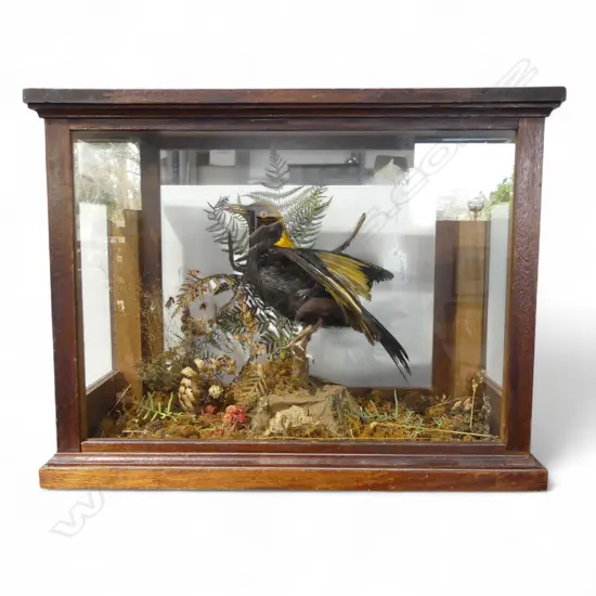 TAXIDERMY REGENT BOWERBIRD IN DISPLAY CASE 420x200x320mm