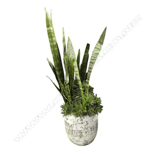 SNAKE PLANT IN CRUCIBLE PLANTER H.1260mm