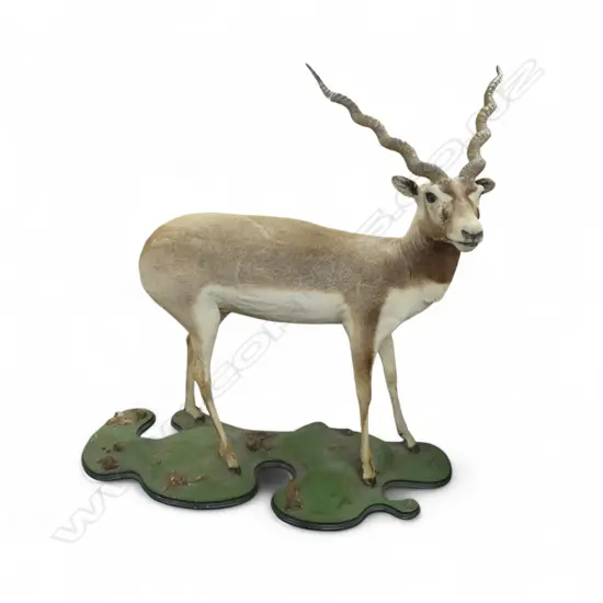 TAXIDERMY INDIAN / NEPALESE BLACKBUCK ANTELOPE H.1185mm L.1170mm